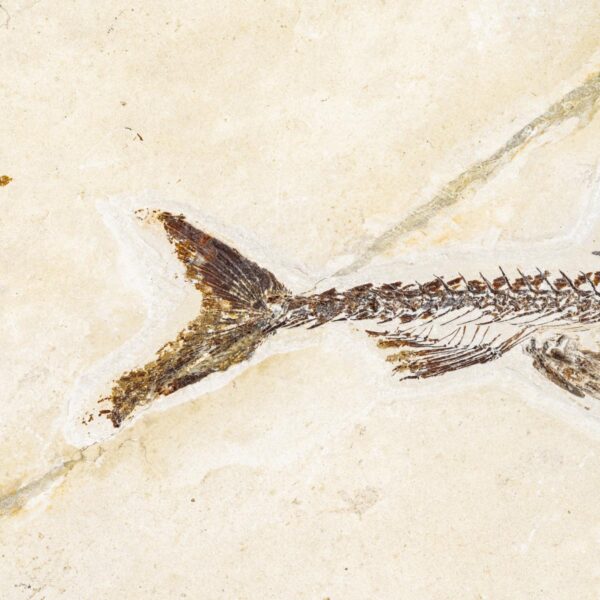 Eurypholis boissieri, Fischfresser – Bild 4