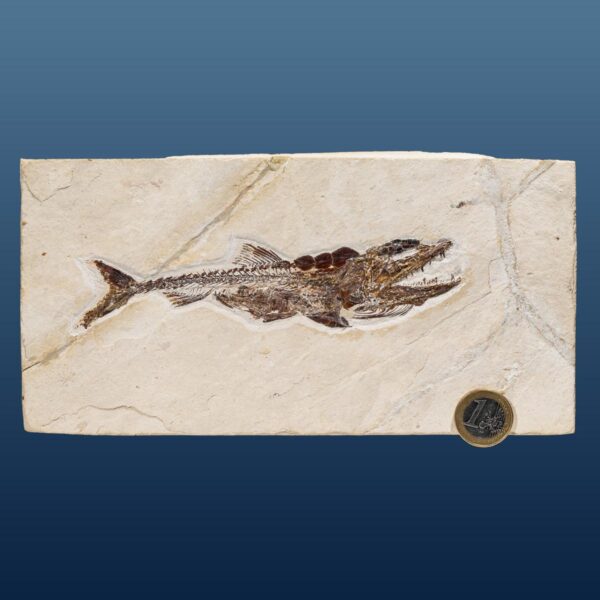 Eurypholis boissieri, Fischfresser – Bild 6