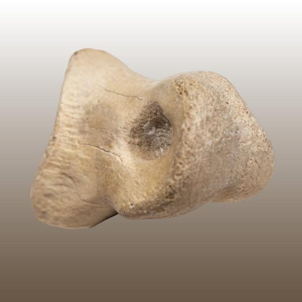Gallimimus, Phalangenknochen – Bild 8