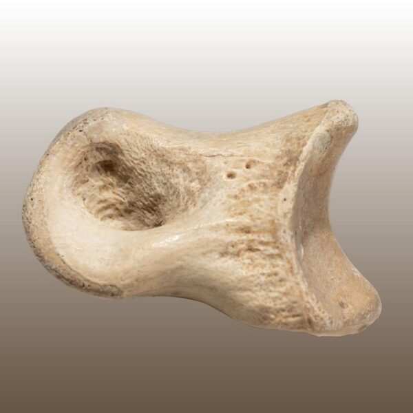 Gallimimus, Phalangenknochen – Bild 2