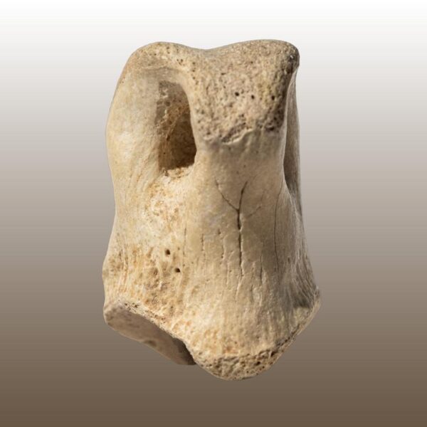 Gallimimus, Phalangenknochen – Bild 5