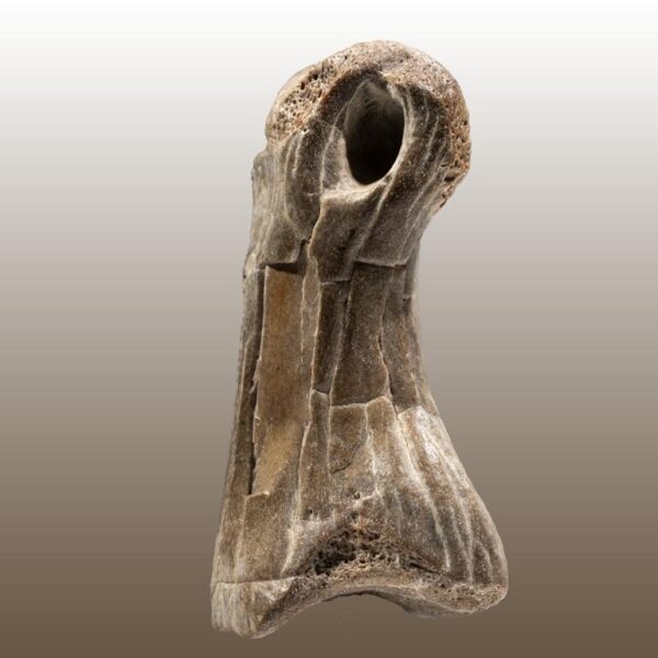 Alioramus remotus - Phalangenknochen – Bild 8