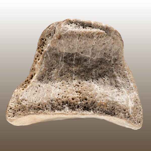 Alioramus remotus - Phalangenknochen – Bild 13