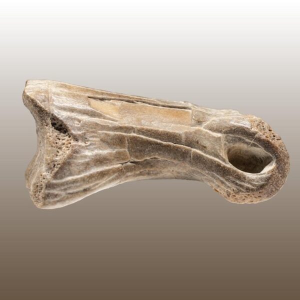 Alioramus remotus - Phalangenknochen – Bild 12