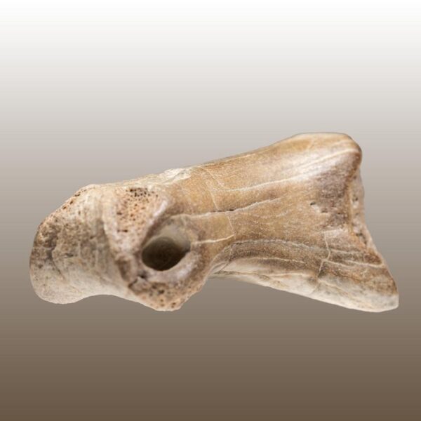 Alioramus remotus - Phalangenknochen – Bild 11