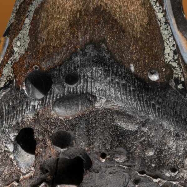 Carcharocles megalodon – Bild 15