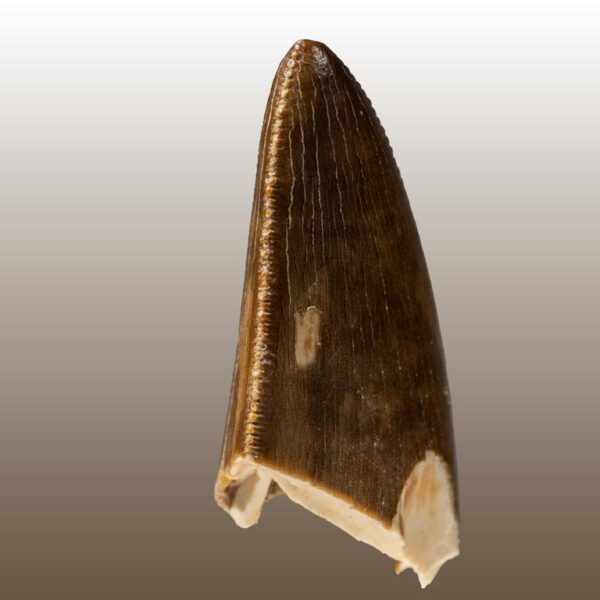 Tarbosaurus bataar – Bild 2