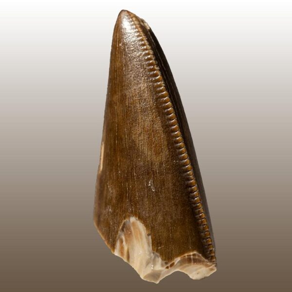 Tarbosaurus bataar – Bild 9