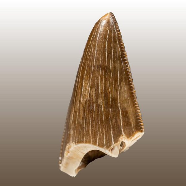 Tarbosaurus bataar – Bild 11