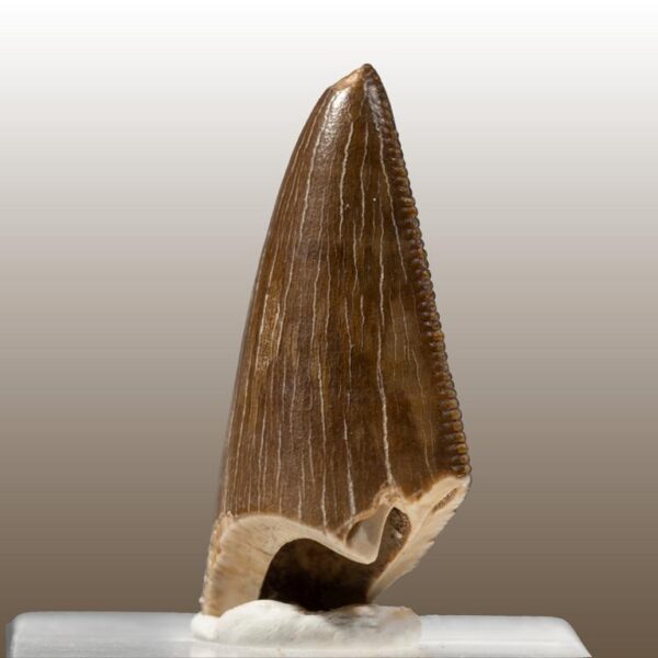 Tarbosaurus bataar – Bild 12