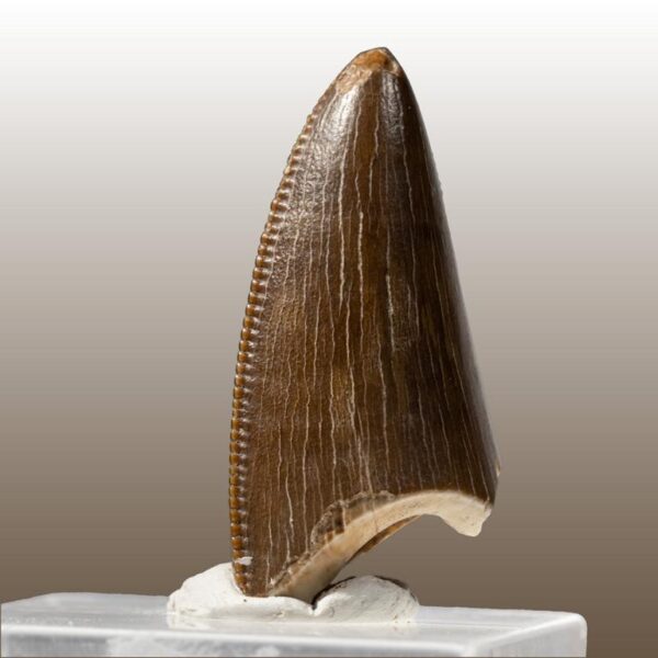 Tarbosaurus bataar – Bild 7