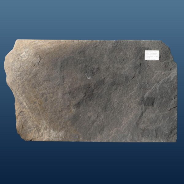 Pygopterus humboldti – Bild 6
