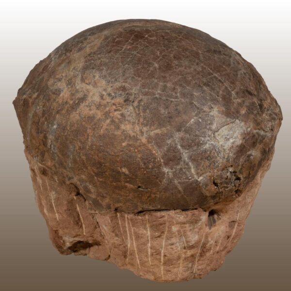 Saurolophus - Ei eines Hadrosaurierverwandten – Bild 5