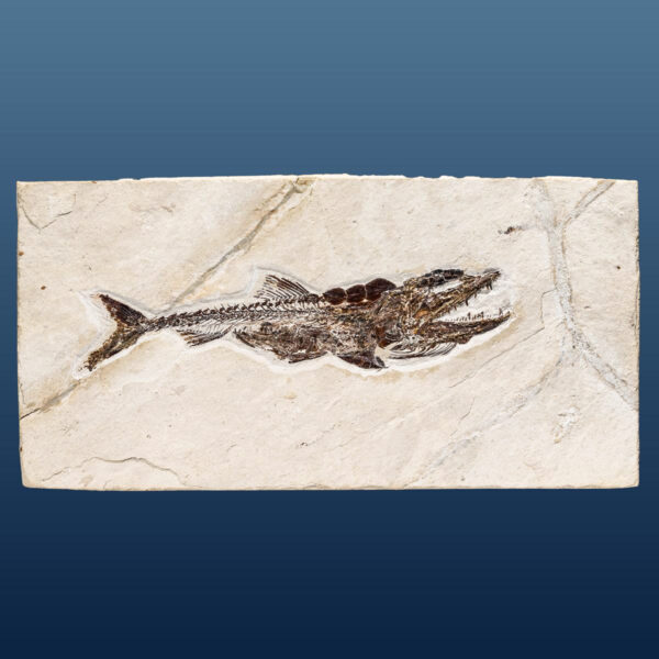 Eurypholis boissieri, Fischfresser