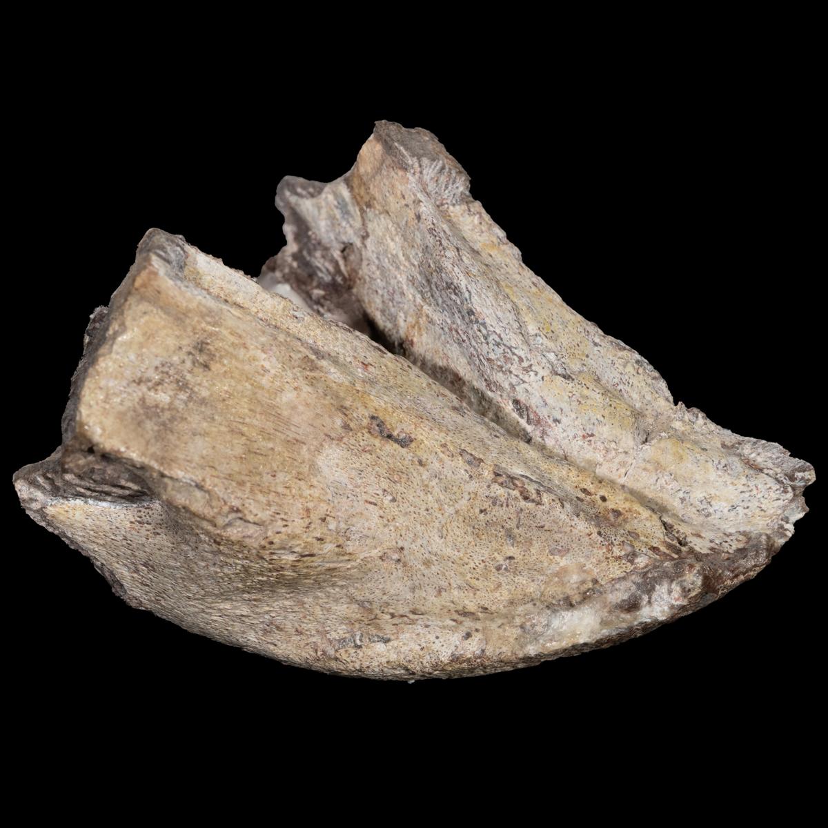 Lystrosaurus murray, Unterkiefer – Bild 11