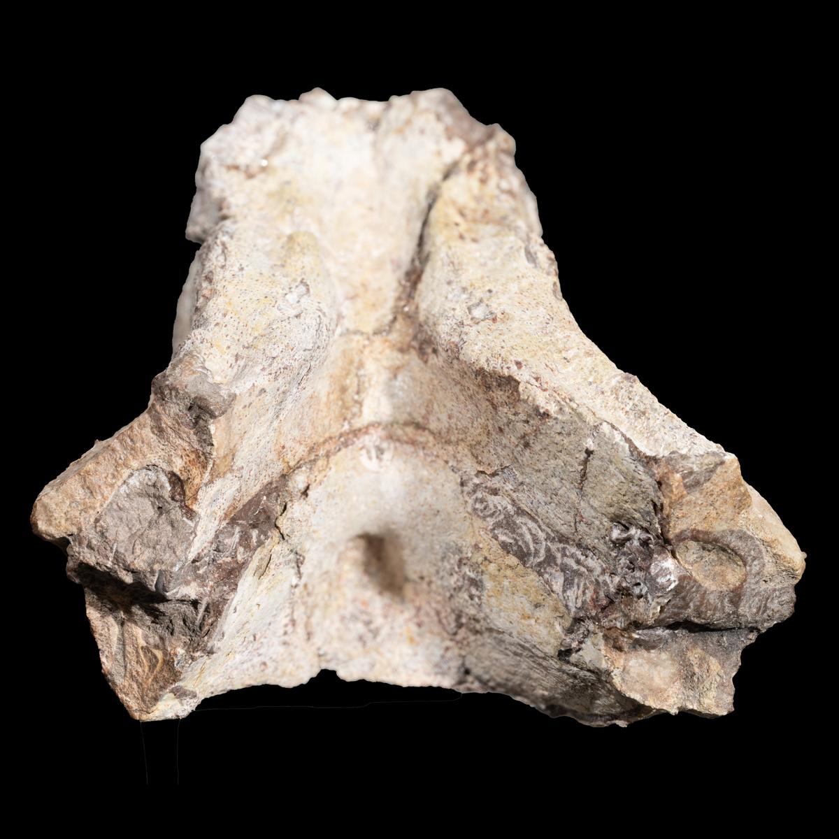 Lystrosaurus murray, Unterkiefer – Bild 12