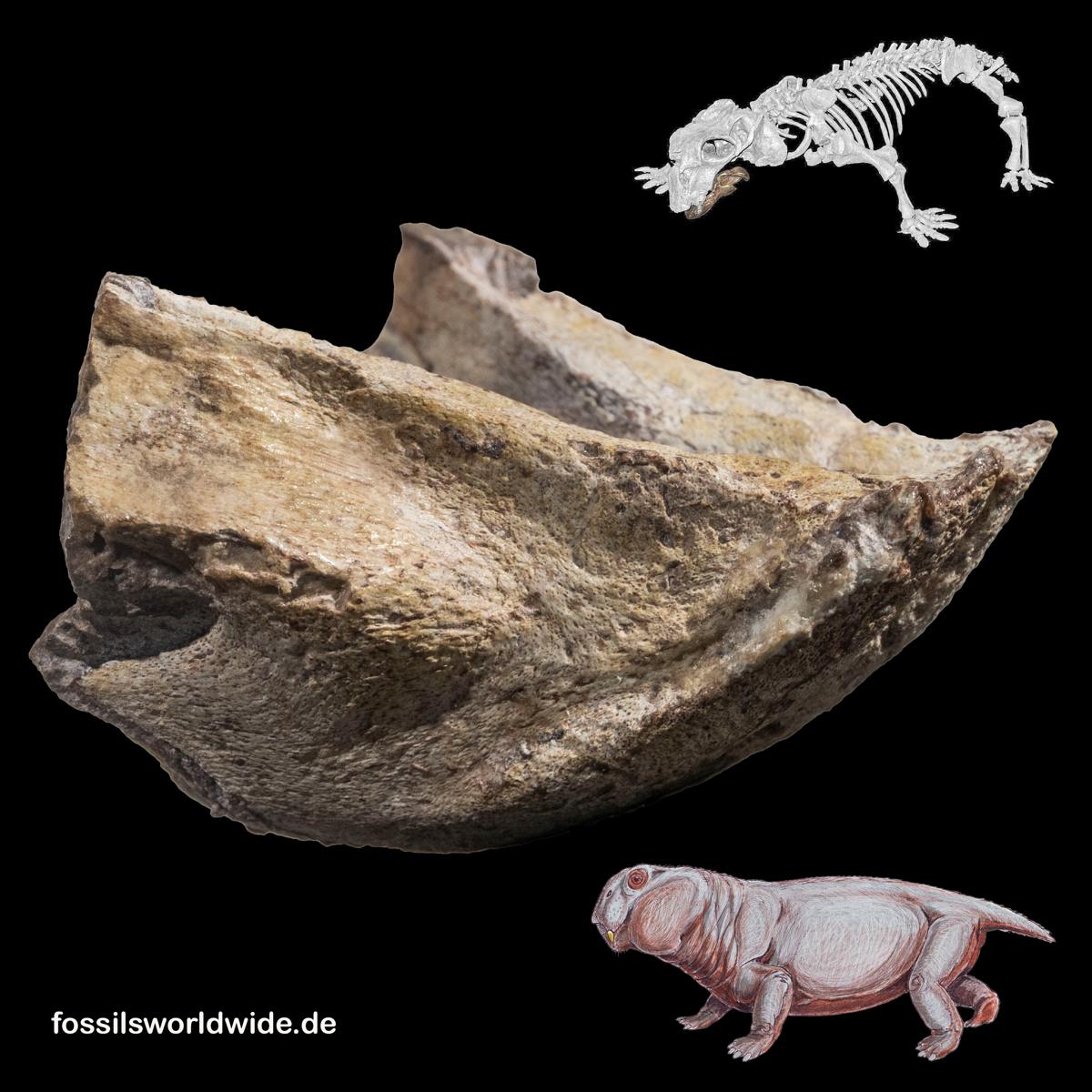 Lystrosaurus murray, Unterkiefer – Bild 15