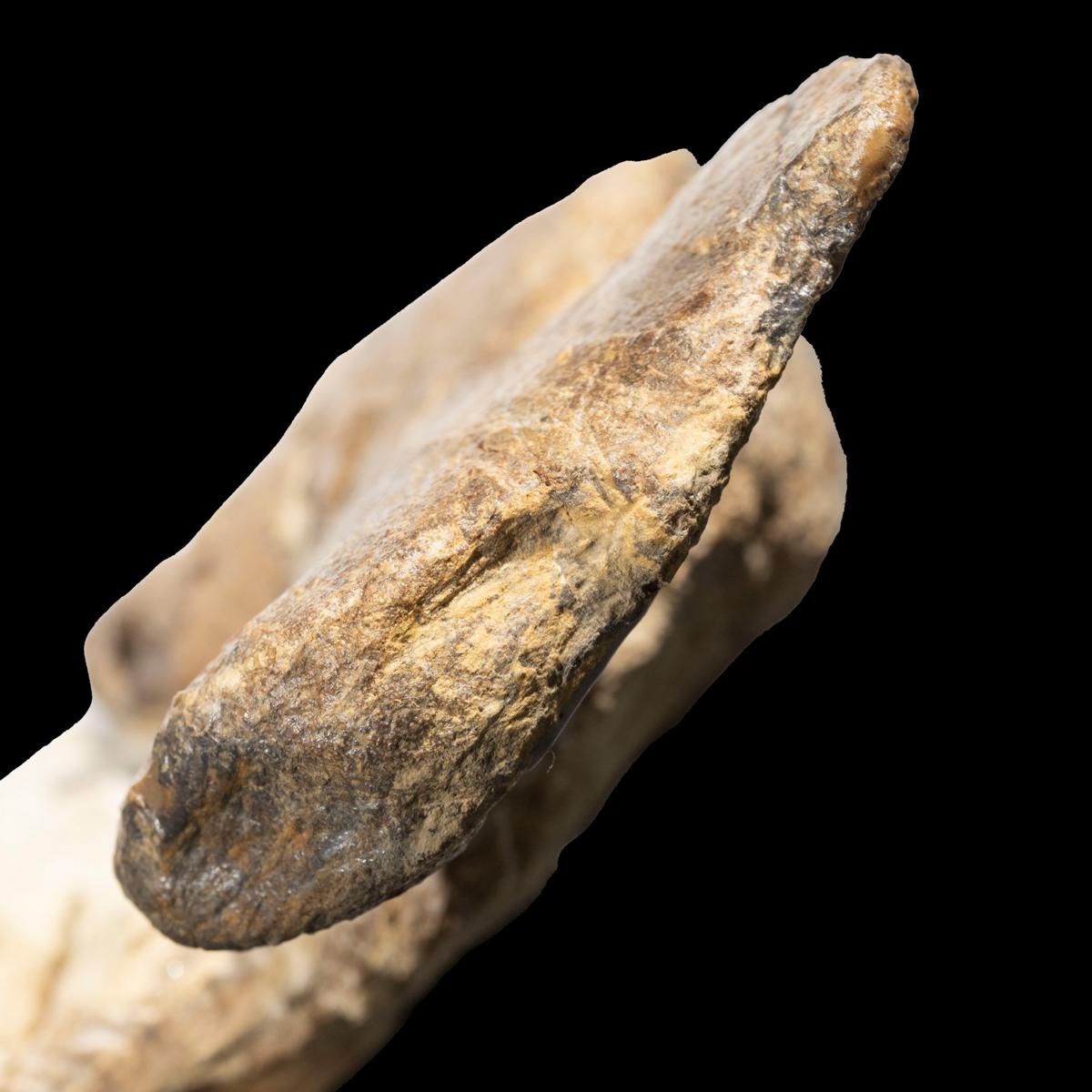 Mastodonsaurus giganteus, Extremitätenknochen – Bild 12