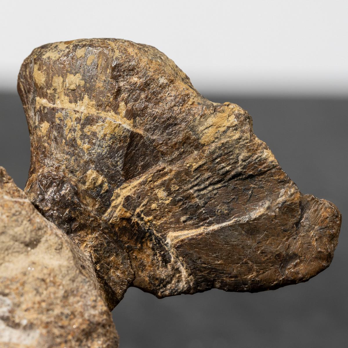 Mastodonsaurus giganteus, Extremitätenknochen – Bild 11