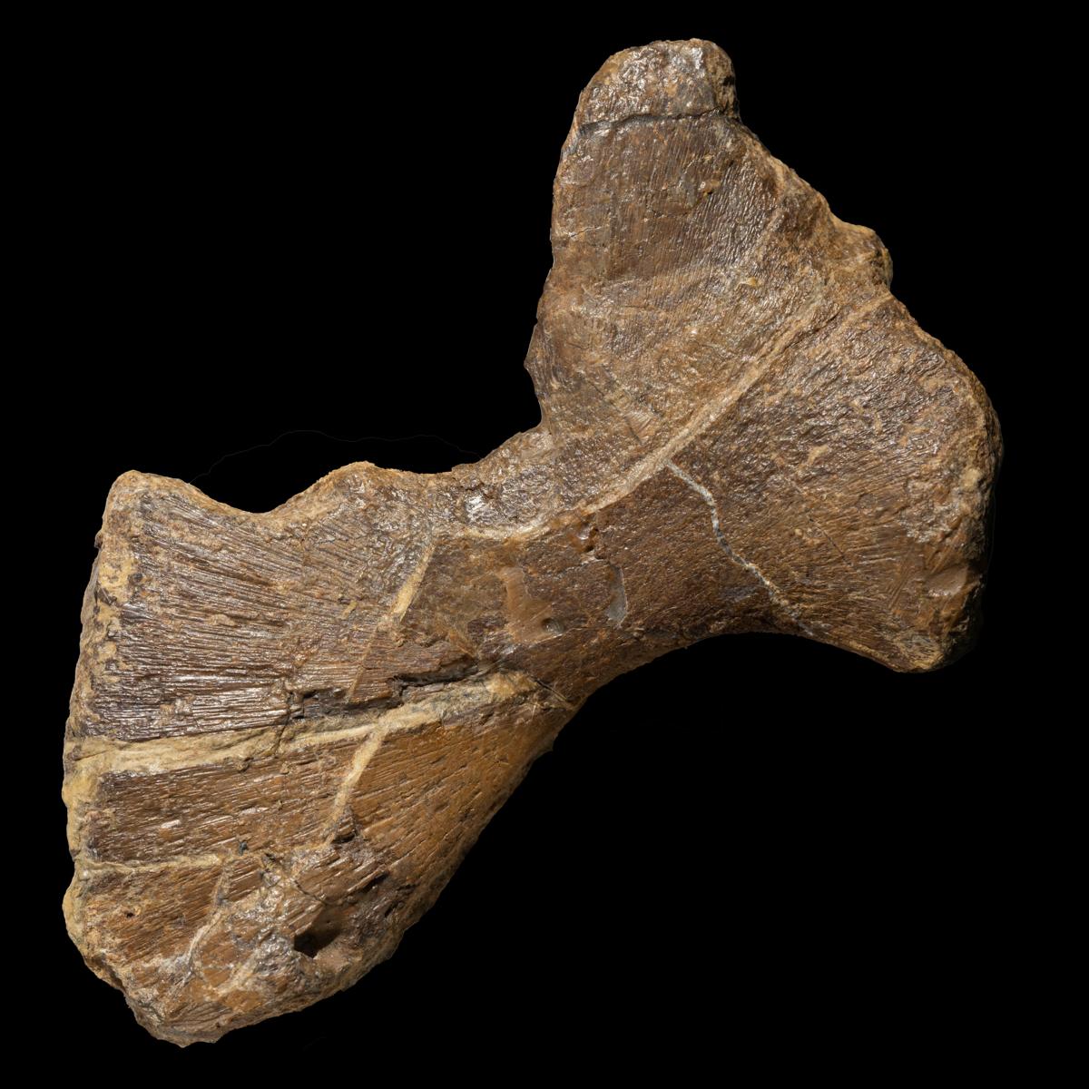 Mastodonsaurus giganteus, Extremitätenknochen – Bild 13