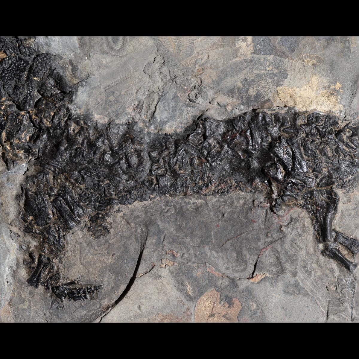Discosauriscus cf. austriacus – Bild 11