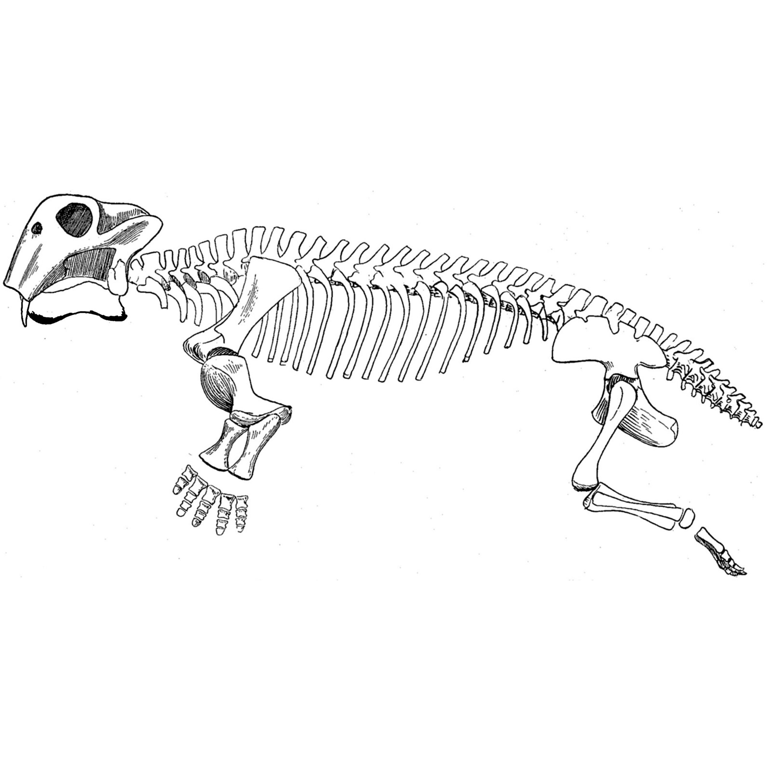 Lystrosaurus murray, Unterkiefer – Bild 14