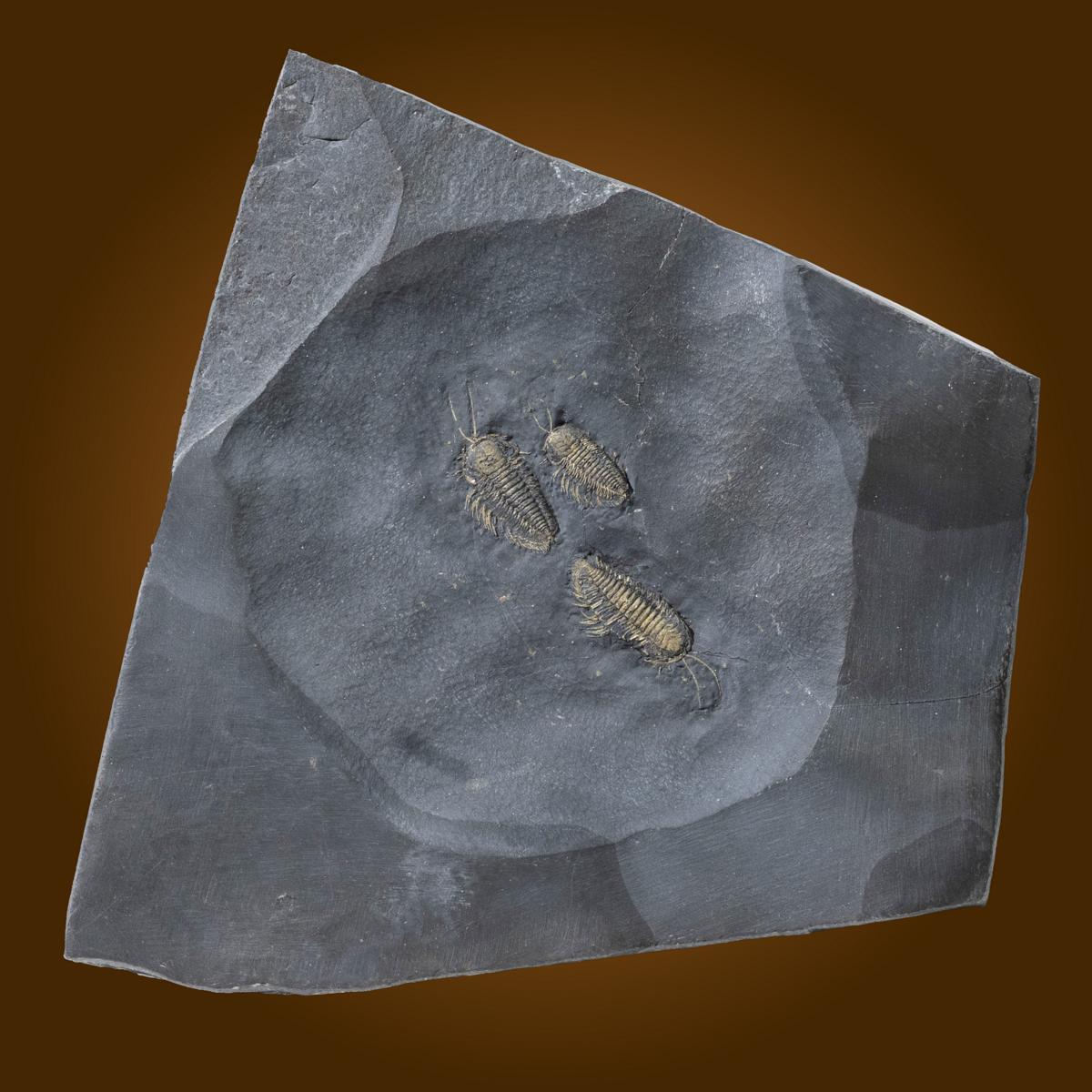Stufe mit 3 Triarthrus eatoni mit Antennen und Gliedmaßen – Bild 14