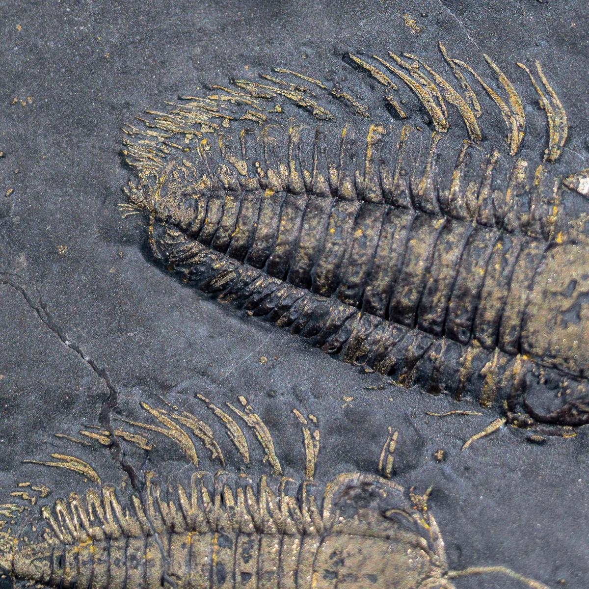 Stufe mit 3 Triarthrus eatoni mit Antennen und Gliedmaßen – Bild 12